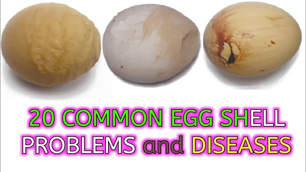 Twenty Common Egg Shell Problems - YouTube