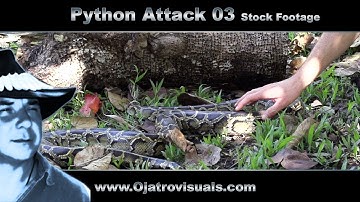 Python Attack 03 Stock Footage
