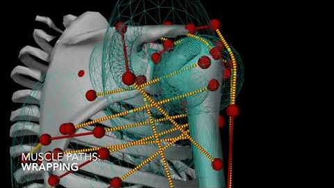 Demonstration of Muscle Wrapping in an Adapted Saul Shoulder in ArtiSynth