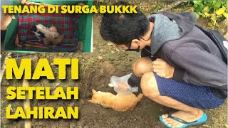 KISAH SEDIH INDUK KUCING MATI SETELAH MELAHIRKAN ANAKNYA