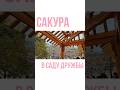 #сакура в саду дружбы в Питере 🌸 #sakura #влог #vlog #shorts #shortvideo #short #местаспб #питер