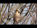 Kernbeißer (Coccothraustes coccothraustes) Gesang