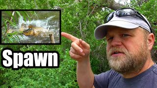 Common Carp Spawn Behavior - Examples & Explanation