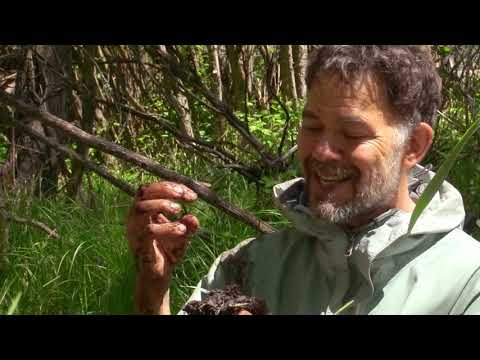 Video: Informacija apie pelkių augalus – sužinokite apie hidrofitinius augalus