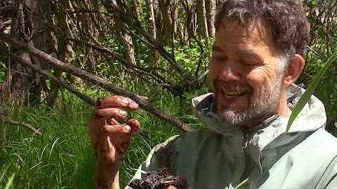 Wetland Delineation - plants, water, and soils.