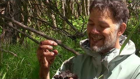 Wetland Delineation - plants, water, and soils.
