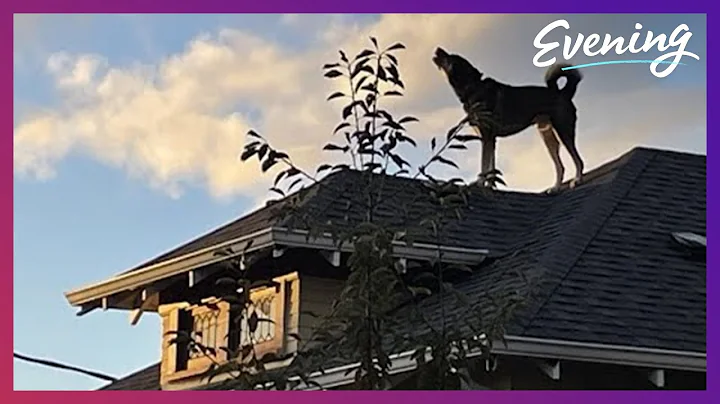 Meet Ballard's rooftop watchdog