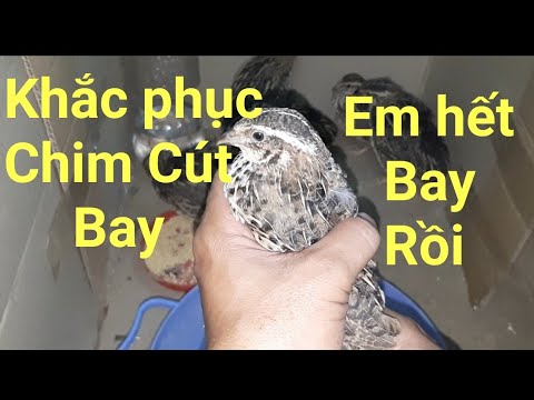 Video: Làm Thế Nào để May Một Con Chim Cánh Cụt