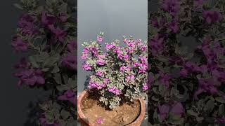 Texas sage blooms #supportmychannel #subscribe #like #flowers