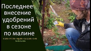 Последнее внесение удобрений в сезоне по малине