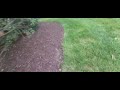 Rabbit getting scared and running away