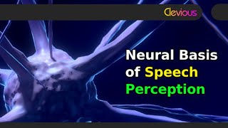 Psycholinguistics: Neural Basis of Speech Perception