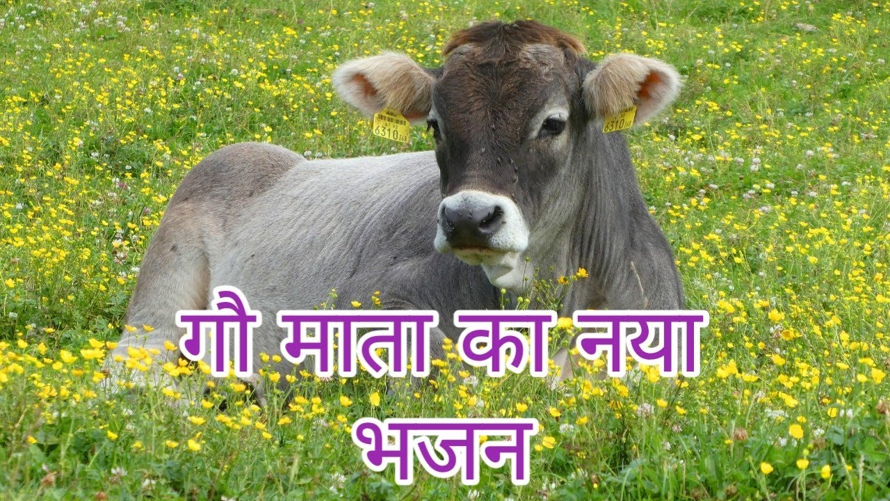 Gau mata ka naya bhajan        gau mata bhajan