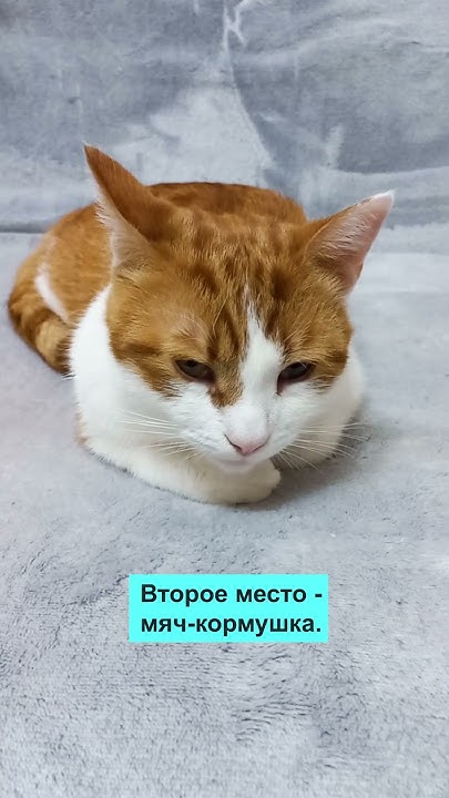 Лучшие игрушки для котов. Топ 5 #shorts #кошка #коты #top - YouTube