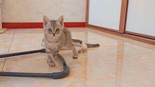 Three little kittens playing around