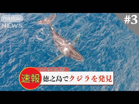 遂に捉えた！過去一デカい巨大生物と遭遇【徳之島 沖堤防前泊港 前編】