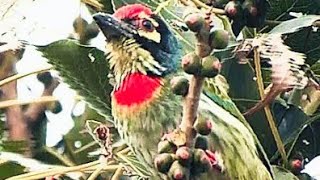 Coppersmith barbet bird || Animals and Birds