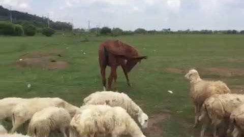 Đồi cừu suối nghệ,xã suối nghệ,huyện châu đức,tỉnh Bà rịa-Vũng tàu,13.9.2017