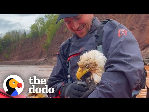 Guy Saves Bald Eagle From Drowning In River | The Dodo Faith = Restored