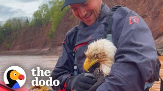 Guy Saves Bald Eagle From Drowning In River | The Dodo Faith = Restored