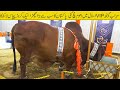 Sohrab Goth Cow Mandi VIP Stall Pakistan ka subsay bara bachra or qemat asman say baten karta howa