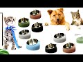 Pet dog cat feeder bowl  food drink water dish stainless steel 15 degree tilted