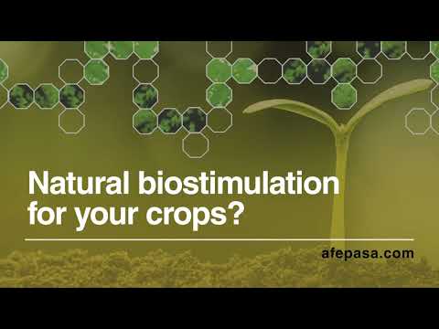 Video: Natural Biostimulants For Seed Soaking