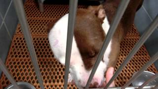 8/6/15 Available Dogs by Pinellas County Animal Services 931 views 8 years ago 13 minutes, 20 seconds