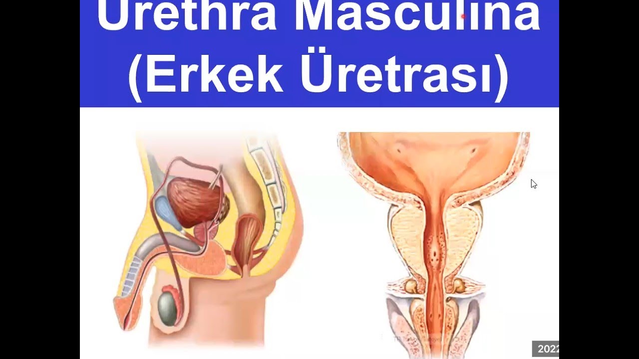 6a. Erkek Dış Gernital Organları:  Uretra YAYDAR