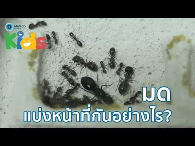 มดมีปีก กับแมลงเม่า ต่างกันอย่างไร? [By Mahidol] - Youtube