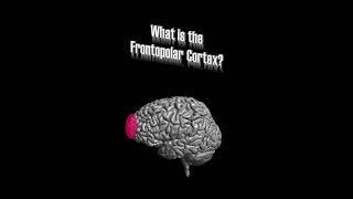 Frontopolar Cortex (FPC), alias Rostral Prefrontal Cortex (rPFC)