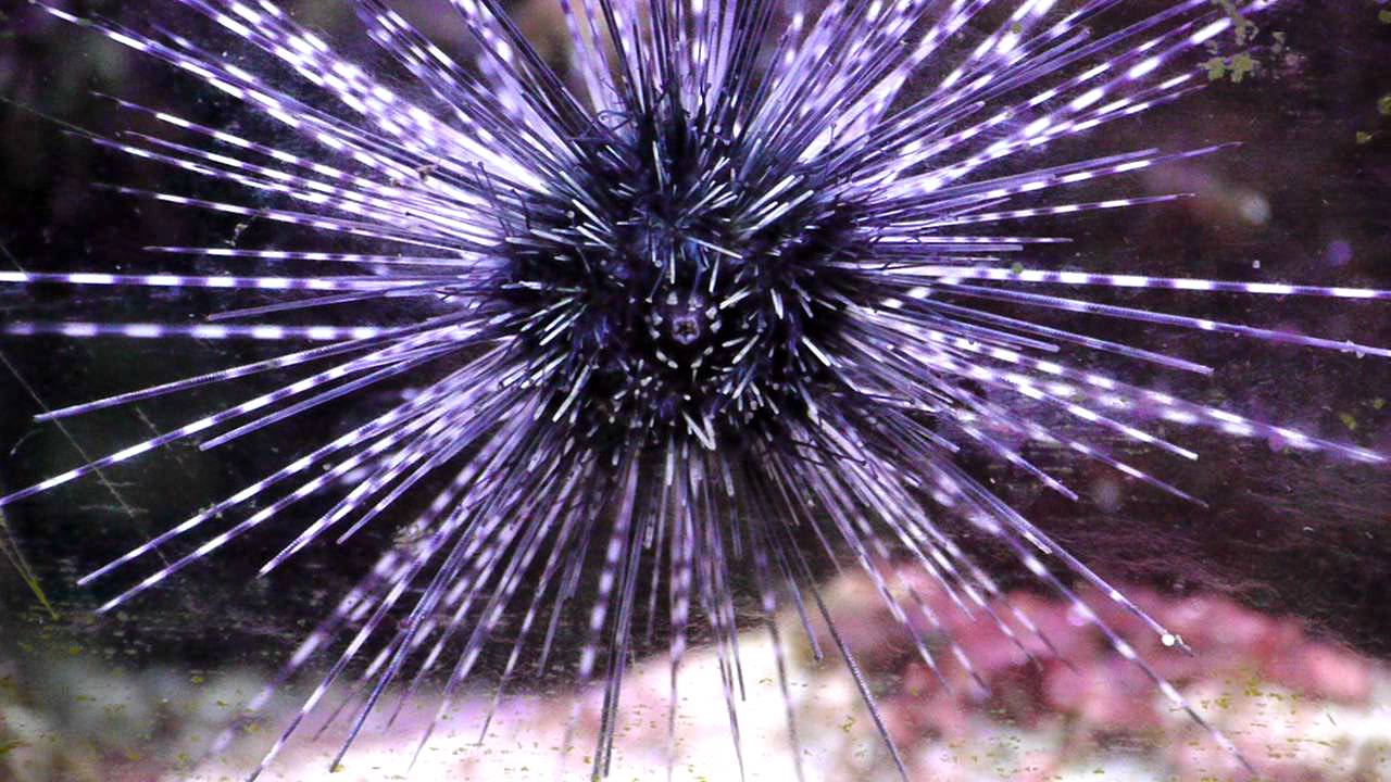 camera iphone 8 plus apk Sea Urchin Walks On Glass