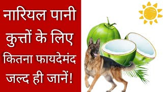 Dog diet : Summer care. Can dog drink coconut water? by Pomtoy Anurag 1,159 views 13 days ago 4 minutes, 21 seconds