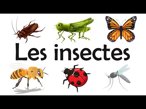 Vidéo: Les insectes s'endorment-ils ?