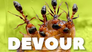 I Fed My Twig Ants a Cockroach