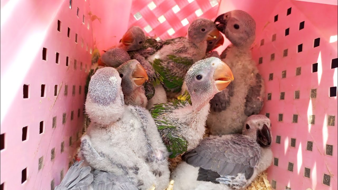 Pahari tota ka bacha price Lalukhet sunday birds market raw