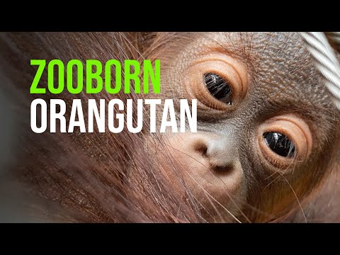 ZooBorn Orangutan در باغ وحش روستوک