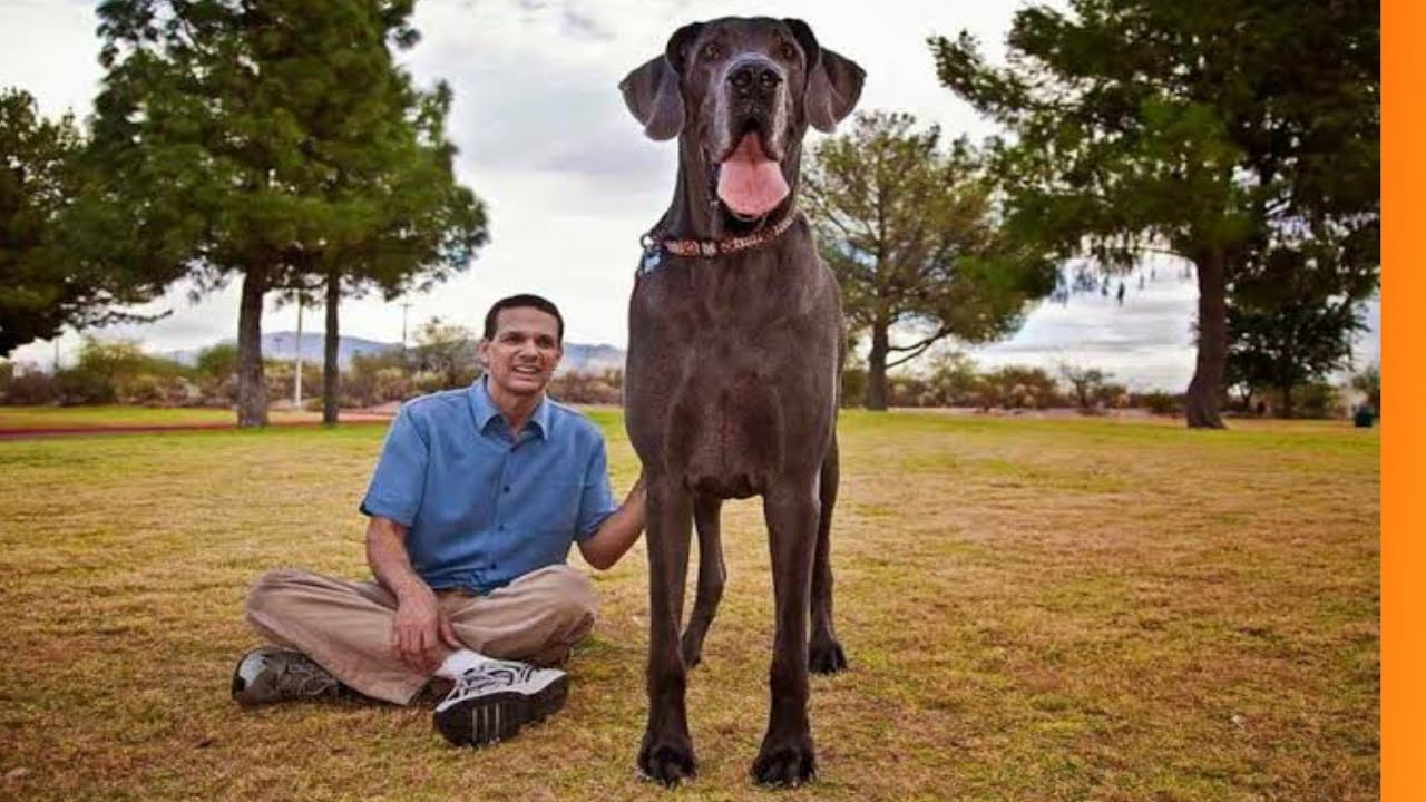 O maior cachorro do mundo é Zeus, um Dogue Alemão que mede 1.118