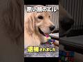 緊急逮捕🚓 #ゴールデンレトリバー #元気になる動画 #元気お届け #愛犬 #大型犬のいる生活 #大型犬 #可愛い