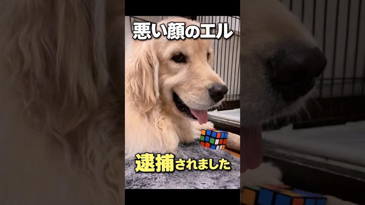 緊急逮捕🚓 #ゴールデンレトリバー #元気になる動画 #元気お届け #愛犬 #大型犬のいる生活 #大型犬 #可愛い