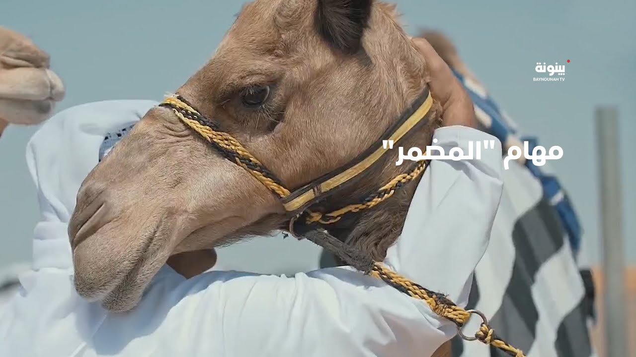 تجهيز المطية ومتابعة تغذيتها.. ما هي مهام 