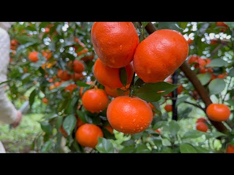 Trải nghiệm vườn cam dùng SILIC Tân phát quả sai trĩu cành, mã đồng, ăn ngọt, nhiều nước, lá xanh