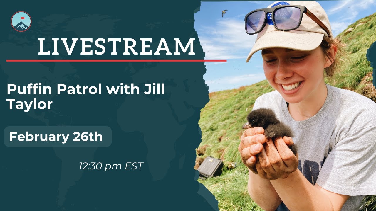 Puffin Patrol with Jill Taylor