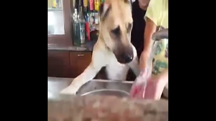 Il cane intelligente