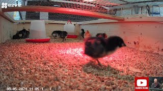 2 week old chicks - LIVE