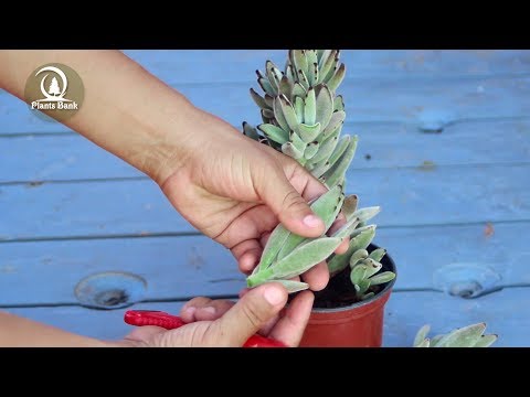 How to grow Velvet Leaf Kalanchoe - Kalanchoe tomentoza