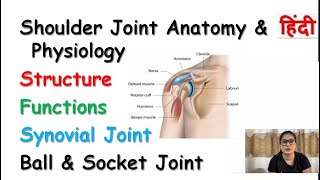 Shoulder Joint | Structure | Movement | Synovial Joint | Ball & Socket Joint | Bursae
