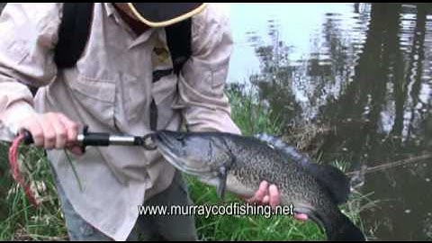 MURRAY COD SURFACE STRIKE.