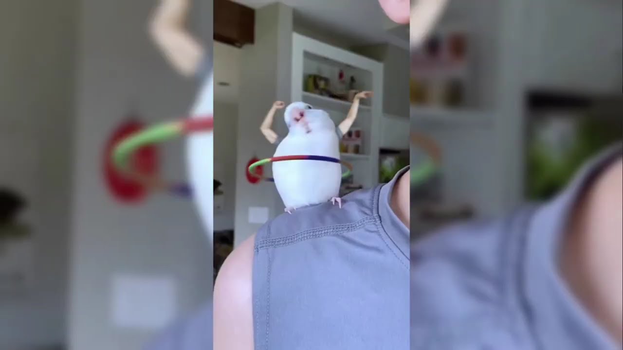 Top 5 Bird - Unforgettable videos of the internet