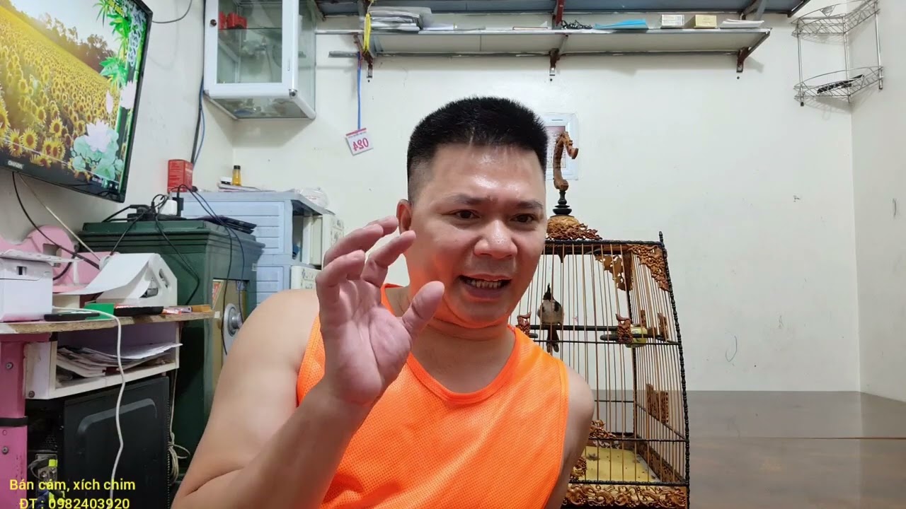 Chế độ chăm sóc và dinh dưỡng cho chào mào thay lông''